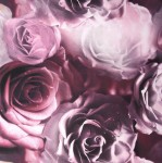 Tkanina Materiał na zasłony obrusy Róże Bordowy